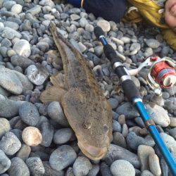 呑ませでマゴチ