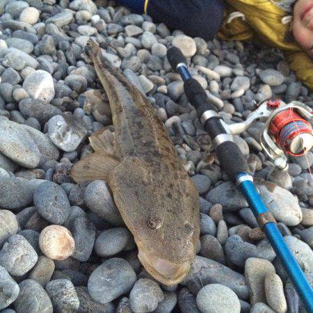 呑ませでマゴチ