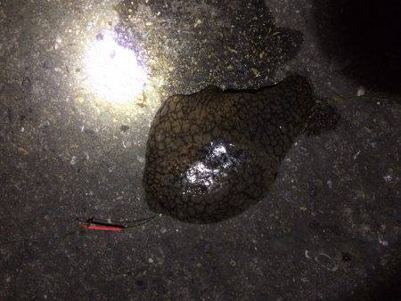 寒いけど 何か釣れるん？