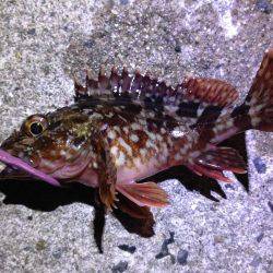 イベントに参戦!