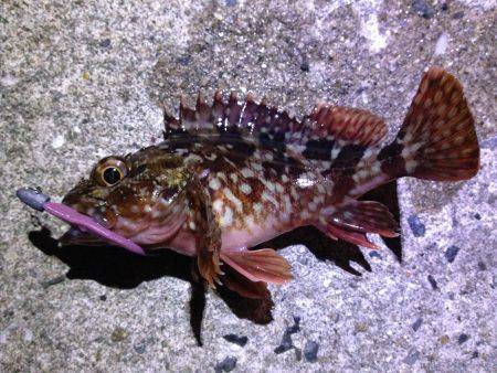 イベントに参戦！