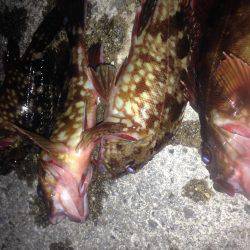 ロックフィッシュ釣行