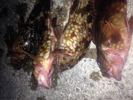 ロックフィッシュ釣行