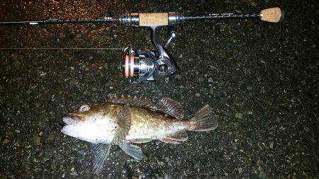 ガシラ（笑）おもろい