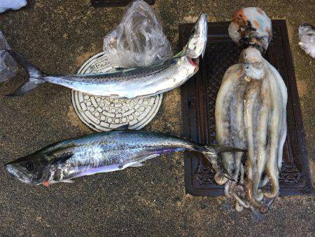 ショアジギング サゴシ♪♪