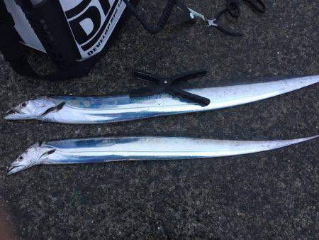 雨の中で1カ月ぶりのタチウオ、青物狙い