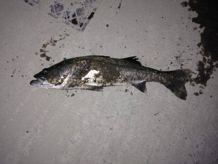 タチウオ狙いで