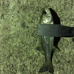 極寒メバリング