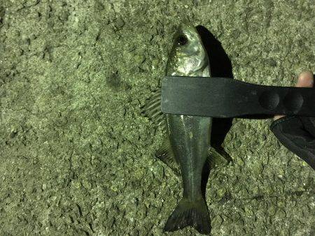 極寒メバリング