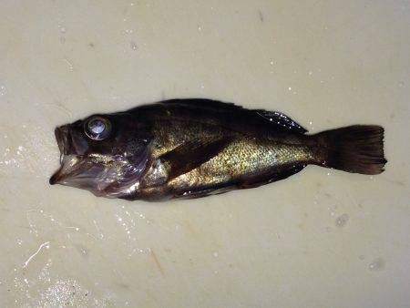 かわいいメバル！