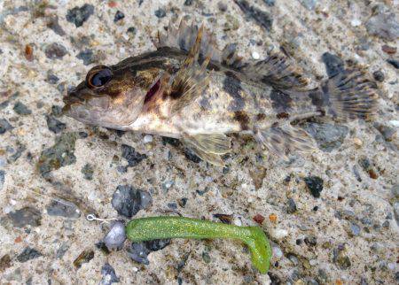 寒くても釣りはできる！