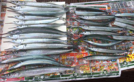 相変わらずサヨリ祭り