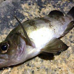 初釣りライトゲーム