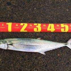 今年になって初めてのショアジギング