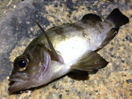 初釣りライトゲーム