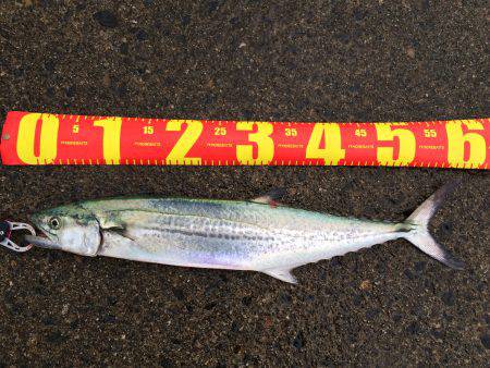 今年になって初めてのショアジギング