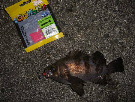 サイズUP目指して