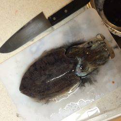 コウイカエギング