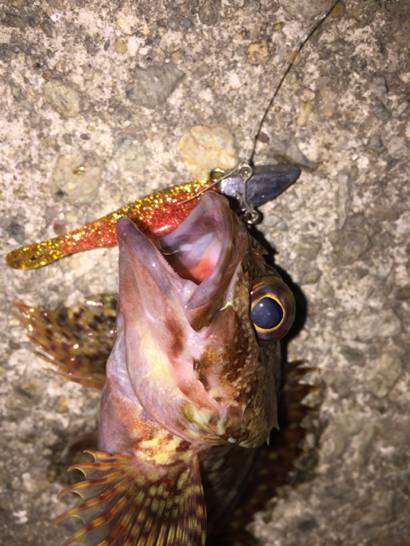 漁港内でライトワインド