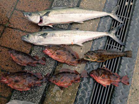 まだサゴシ釣れます！！