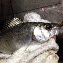 初釣りはミニヒラ(*_*)