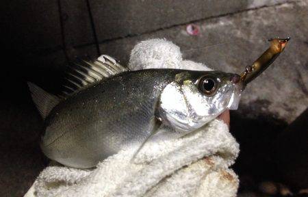 初釣りはミニヒラ(*_*)