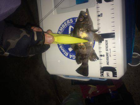 伊根メバリング part1