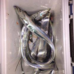 タチウオ再来ですか？