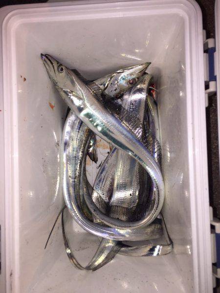 タチウオ再来ですか？