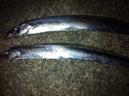 2016年初釣り‼︎