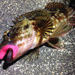 違う魚種ばかり…