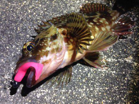 違う魚種ばかり…