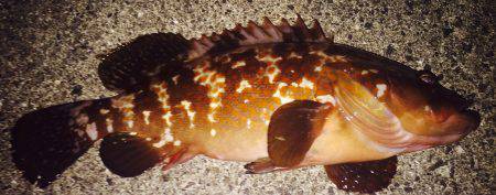 アコウ狙いでライトゲーム♪