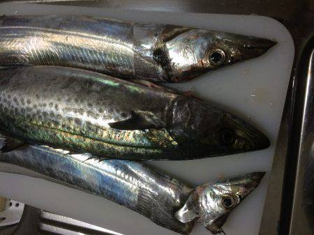 また朝練してきました