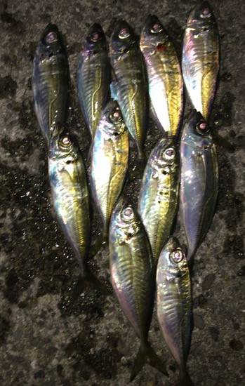 新年初釣り   パターン探し