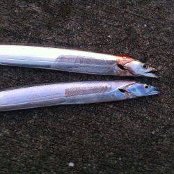 いつまで釣れる⁇