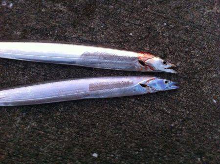 いつまで釣れる⁇