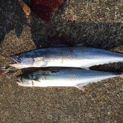 サゴシ入れ食い