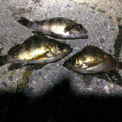 太刀魚、メバル