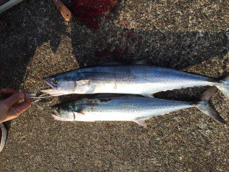 サゴシ入れ食い