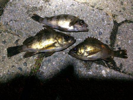 太刀魚、メバル