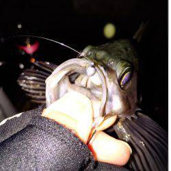 釣り納めメバリング