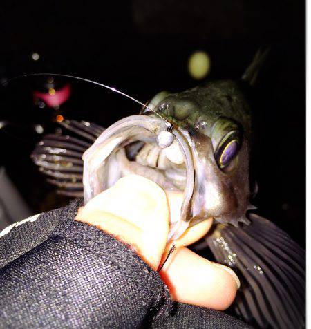 釣り納めメバリング