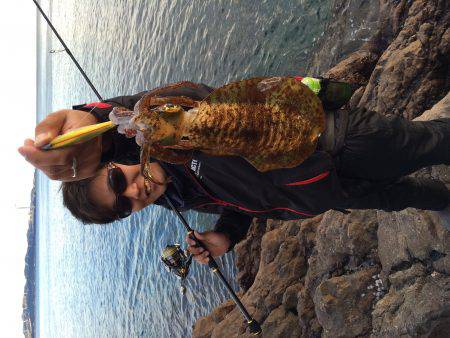 アオリはまだいる！