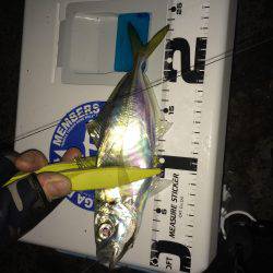 伊根アジング part2