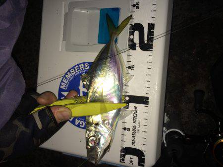 伊根アジング part2