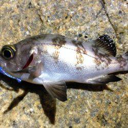 行けるうちに行くしかない。