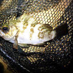 スーパーシャロー 笑