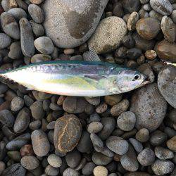 今年の初ショアジギング