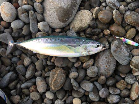 今年の初ショアジギング